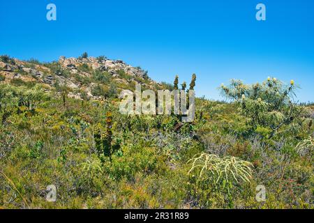 Küstenflora mit Riesenbanksia (banksia grandis) und Royal hakea (Hakea Victoria), Mount Barrens, Fitzgerald River National Park, Westaustralien Stockfoto