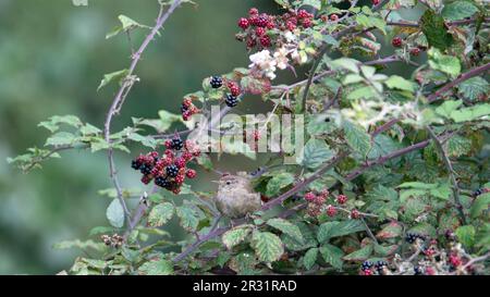 Reife Früchte auf gewöhnlichem Brombeerbrot (Rubus fruticosus), isoliert auf einem natürlichen grünen Hintergrund Stockfoto