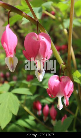 Das blutende Herz - Lyrenblüte (Lamprocapnos spectabilis, Dicentra spectabilis) im Nahbereich Stockfoto