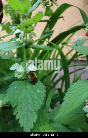 Wilde Biene auf einer Nesselblume Stockfoto