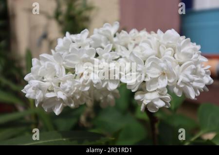 Blüte einer weißen Flieder (Syringa vulgaris) Stockfoto