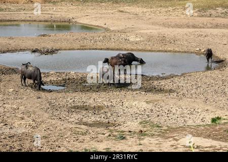 Ajmer, Indien. 22. Mai 2023. Indische Büffel liegen in einem trockenen See, um sich an einem heißen Sommertag in der Nähe von Ajmer, Indien, am 21. Mai 2023 abzukühlen. Foto von ABACAPRESS.COM Gutschein: Abaca Press/Alamy Live News Stockfoto