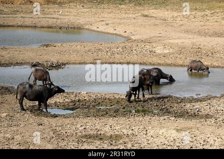 Ajmer, Indien. 22. Mai 2023. Indische Büffel liegen in einem trockenen See, um sich an einem heißen Sommertag in der Nähe von Ajmer, Indien, am 21. Mai 2023 abzukühlen. Foto von ABACAPRESS.COM Gutschein: Abaca Press/Alamy Live News Stockfoto