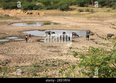 Ajmer, Indien. 22. Mai 2023. Indische Büffel liegen in einem trockenen See, um sich an einem heißen Sommertag in der Nähe von Ajmer, Indien, am 21. Mai 2023 abzukühlen. Foto von ABACAPRESS.COM Gutschein: Abaca Press/Alamy Live News Stockfoto