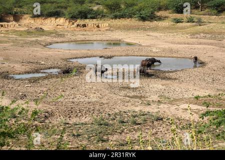 Ajmer, Indien. 22. Mai 2023. Indische Büffel liegen in einem trockenen See, um sich an einem heißen Sommertag in der Nähe von Ajmer, Indien, am 21. Mai 2023 abzukühlen. Foto von ABACAPRESS.COM Gutschein: Abaca Press/Alamy Live News Stockfoto
