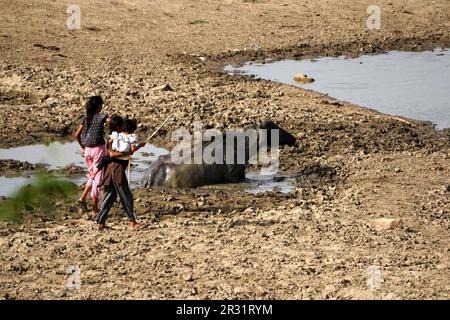 Ajmer, Indien. 22. Mai 2023. Indische Büffel liegen in einem trockenen See, um sich an einem heißen Sommertag in der Nähe von Ajmer, Indien, am 21. Mai 2023 abzukühlen. Foto von ABACAPRESS.COM Gutschein: Abaca Press/Alamy Live News Stockfoto