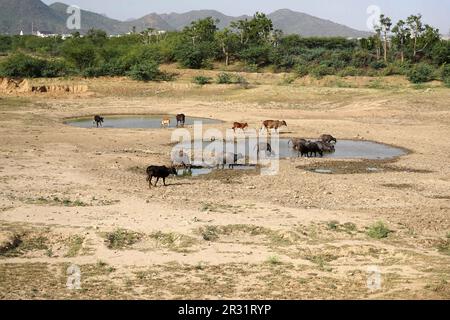 Ajmer, Indien. 22. Mai 2023. Indische Büffel liegen in einem trockenen See, um sich an einem heißen Sommertag in der Nähe von Ajmer, Indien, am 21. Mai 2023 abzukühlen. Foto von ABACAPRESS.COM Gutschein: Abaca Press/Alamy Live News Stockfoto