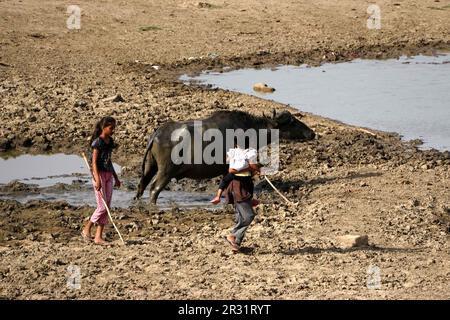Ajmer, Indien. 22. Mai 2023. Indische Büffel liegen in einem trockenen See, um sich an einem heißen Sommertag in der Nähe von Ajmer, Indien, am 21. Mai 2023 abzukühlen. Foto von ABACAPRESS.COM Gutschein: Abaca Press/Alamy Live News Stockfoto
