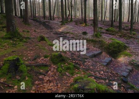 Treppe im Wald Stockfoto