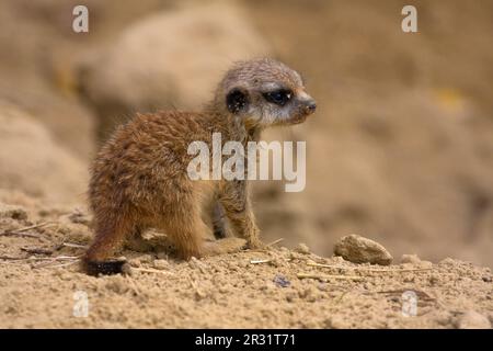 Erdmännchen-baby Stockfoto