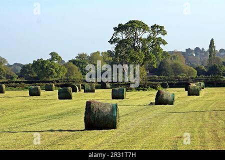 Verstreute, frische, runde Heuballen, die in ein Netz gewickelt sind und auf einem Feld warten, das mit Hecken und Bäumen im Hintergrund gelagert werden soll Stockfoto