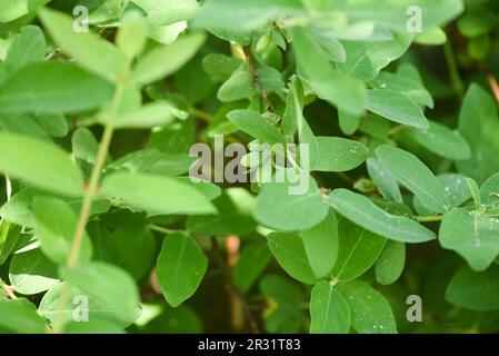 Kamtschatka-Beere, die im Frühling im Garten wächst, mit grünen Beeren. Stockfoto