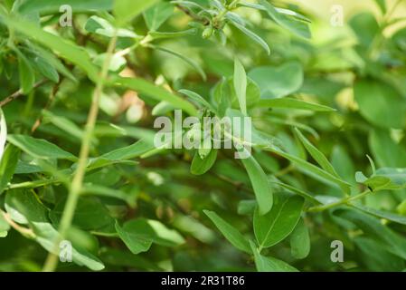 Kamtschatka-Beere, die im Frühling im Garten wächst, mit grünen Beeren. Stockfoto