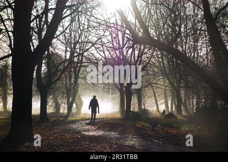 Silhouette eines Mannes, der seinen Hund im frühen Morgennebel auf einem Weg zwischen Bäumen und Sonnenlicht führt Stockfoto