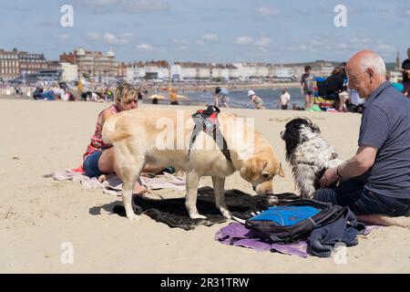 Weymouth Dorset UK. 21. Mai 2023: Wetter in Großbritannien. Sonnenanbeter strömten zum Sandstrand von Weymouth und hatten eine gute Zeit am sonnigen und heißen Sonntag. Kredit: Xiu Bao/Alamy News Stockfoto