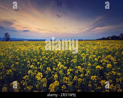 Rapsfeld unter dem Hintergrund des Sonnenuntergangs. Landen Sie mit gelben Rapsblumen am Abend. Saisonale Blüte im Frühling Stockfoto