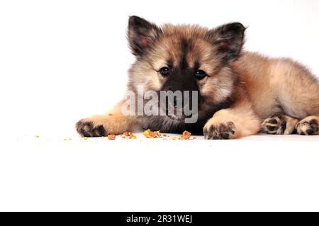 Wolf spitz-Welpe spielt Stockfoto