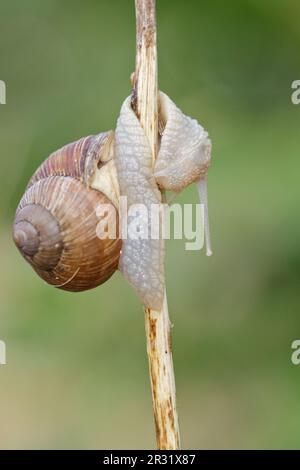 Burgunder Schnecke, römische Schnecke (Helix pomatia) Nahaufnahme, unscharfer grüner Hintergrund. Stockfoto