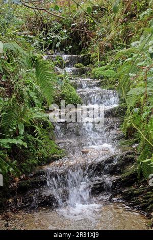 Kleiner Fluss im Snowdrop Valley in der Kälte am Cutcombe Hill in der Nähe von Wheddon Cross im Exmoor Nationalpark Stockfoto