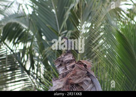 Kleiner dunkler Vogel hoch oben auf dem gebrochenen Stumpf einer Kokospalme mit Kokosnussblättern im Hintergrund Stockfoto