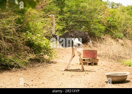 Afrikanischer Strauß im Wildpark, Plateau, Jos, Nigeria. Stockfoto