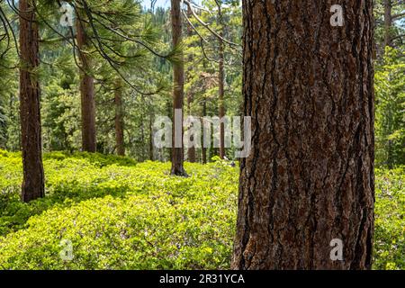 Pine Tree Grove mit Manzanita auf dem Waldboden in Yosemite Stockfoto