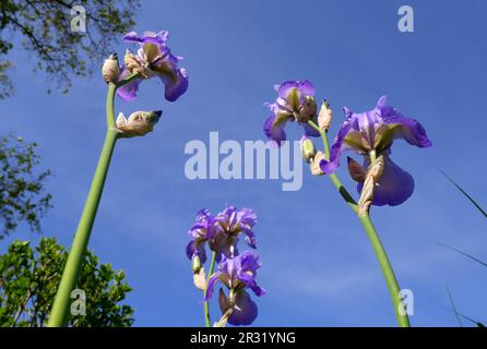 Lila deutsche Bartiris, Iris germanica, vor blauem Himmel, in einem Garten, Szigethalom, Ungarn Stockfoto