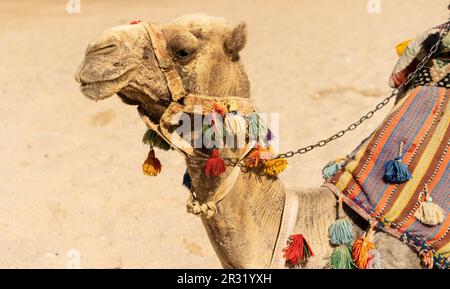 Kamel am Strand sitzend, Kamelreiten in Ägypten, arabische Safari, Urlaubsaktivitäten Stockfoto