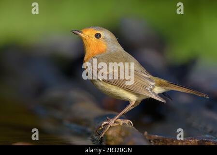 Ausgewachsenes Europäisches Rotkehlchen (erithacus rubecula), das auf einem nassen Stock mit süßem Licht in der Nähe eines Wasserteichs posiert Stockfoto