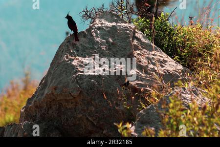 Der Vogel sitzt auf dem Bergfelsen Stockfoto