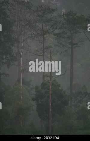 Moody, düster, Dunkel, Foggy, Misty Forest mit Longleaf Pines am Berghang in Sarangan, Jawa Tengah, Indonesien Stockfoto