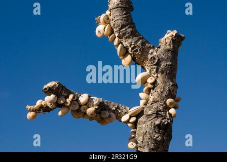 Schnecken auf einem Baum Stockfoto