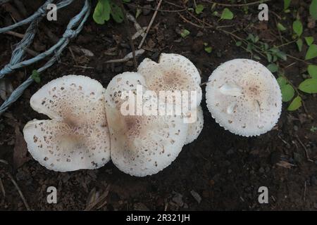 Nahaufnahme eines essbaren Austernpilzes, der auf dem Land wächst. Seine weißen Kiemen und die pflanzliche Struktur gehören zur Agaricus-Familie im Königreich der Pilze. Stockfoto