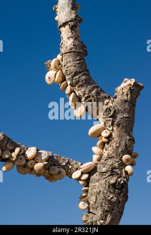 Schnecken auf einem Baum Stockfoto