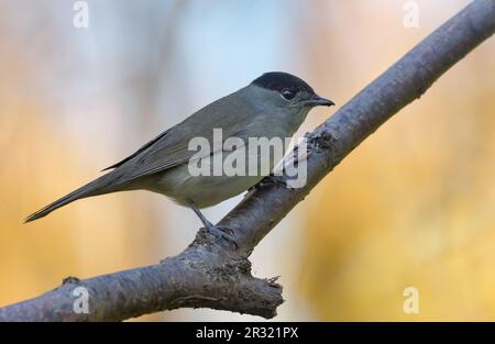 Männliche Blackcap (sylvia atricapilla), die auf einem alten Ast im Schattenwald posiert Stockfoto