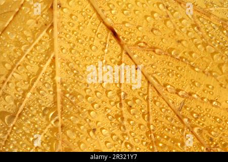 Herbstlaub und Wassertropfen. Stockfoto