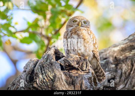 Perlgefleckte Eulette (Glaucidium perlatum) hoch oben auf einem Ast, Kruger-Nationalpark, Mpumalanga, Südafrika. Stockfoto