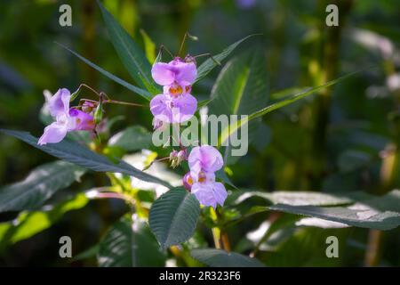 Impatiens glandulifera Royle oder Himalaya-Balsamblüten, eine invasive Art in England Stockfoto