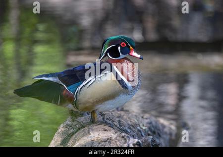 Männliche Holzente, die im Frühling auf einem Holzstamm in einem Teich stand Stockfoto