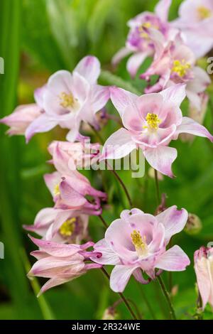 Zu den gebräuchlichen Namen von Aquilegia vulgaris gehören: Europäische Kolumbinen, gemeinsame Kolumbinen, Großmutters Schlummertrunk und Großmutters Haube Stockfoto