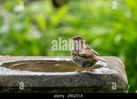 Hausspatz, Passer domesticus, steht auf einem Vogelbad Stockfoto