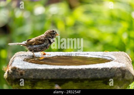 Hausspatz, Passer domesticus, steht in einem Vogelbad. Stockfoto