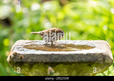 Hausspatz, Passer domesticus, steht in einem Vogelbad. Stockfoto