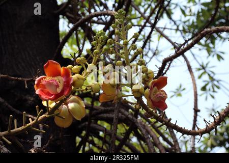 Seltsame gelbe und rote Blumen im Queen Sirikit Park, Bangkok, Thailand Stockfoto