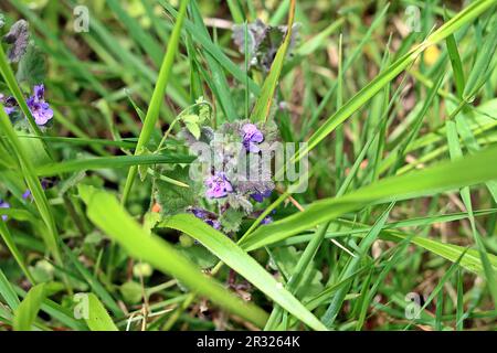 Winzige lila Wildblumen, die im Gras wachsen Stockfoto