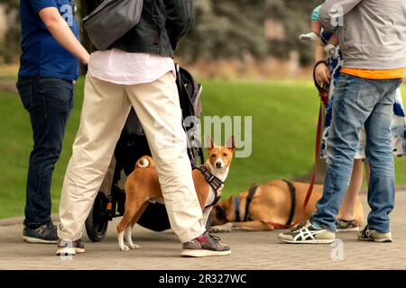 Eine Gruppe von Menschen, Freunden und Familie läuft mit Hunden an der Leine durch den Park, Leute halten an und kommunizieren, wodurch den Hunden Zeit zum Ausruhen und Hinlegen gegeben wird Stockfoto