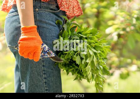 Eine Frauenhand in einem orangefarbenen Gartenhandschuh, Scheren in dieser Hand, in der anderen - ein großer Strauß grüner, duftender Minze, gesammelt im Garten Stockfoto