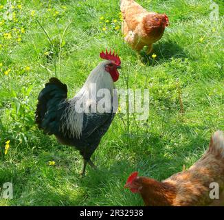 Haushuhn (Gallus gallus domesticus) Stockfoto