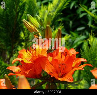 Feuer-Lilie (Lilium Bulbiferum) Stockfoto