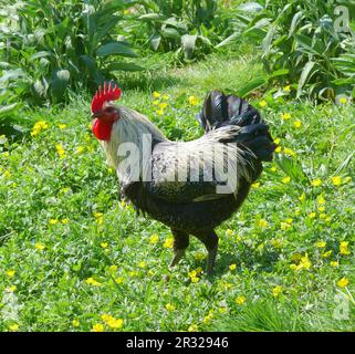 Haushuhn (Gallus gallus domesticus) Stockfoto